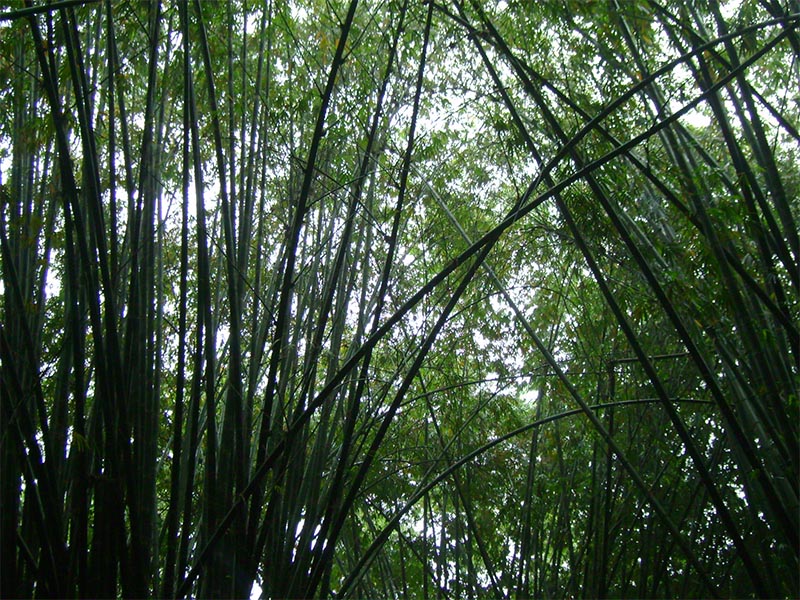 Proyecto Pajky - bambú